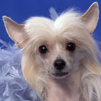 Chinese Crested Dog