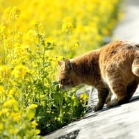 Andean Mountain Cat