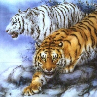 Powerful Tigers