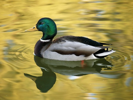 On Golden Pond - nice, duck, sun, ripples, animals, water, other, lakes, mallards, oceans, amazing, cool, lagoon, golden, rivers, pond, birds, landscape, seascape, wawes, gold, nature, mirror, beautiful, awesome, sea