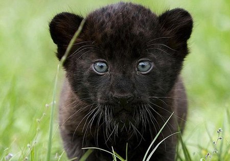 Baby Panther - panther, cubs, leopard, animals, baby