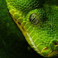 Green Snake