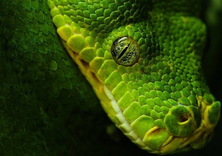 Green Snake - animals, snake, reptile, green