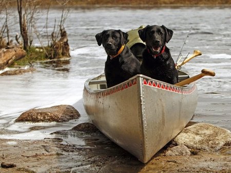 Go to river - labradors, puppy, animals, funny, black, river, dog, cute, boat