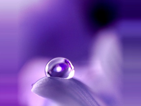 Lavender Drop - drop, water, lavender, purple, macro