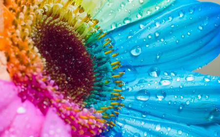 colorful sunflower wallpaper 1680x1050.jpg - sunflower, colorful, rainbow, sunkissed