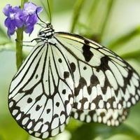 the butterfly playing with flower 1024x768.jpg