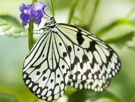 the butterfly playing with flower 1024x768.jpg - flower, butterfly nature, playing