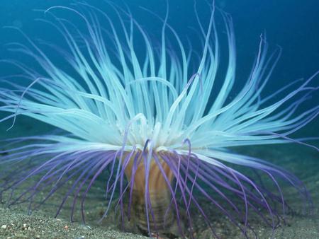 undersea world desktop wallpapers 1024x768.jpg - plant, nature, water, undersea