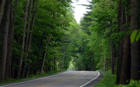 george washington national forset 1929x1200.jpg - forest, tall, pines, road