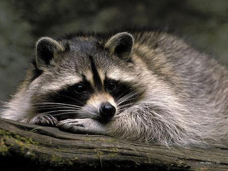 raccoon wallpaper 1024x768.jpg - resting, relaxed, raccoon, looking