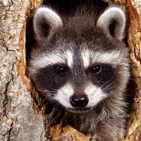 natural bandit raccoon 1600x1204.jpg