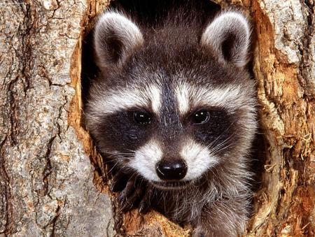 natural bandit raccoon 1600x1204.jpg - hiding, raccoon, bandit, log hi