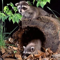 raccoon babies 1024x768.jpg