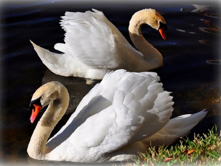 LOVE BIRDS - white, pair, swim, swans, beautiful, pond, grass