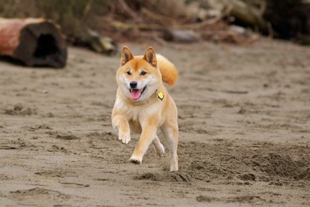 Kuma comes - running, shiba inu, kuma, dog