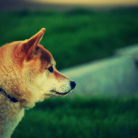 Shiba Inu profile