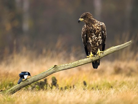 Greedy Look - picture, look, amazing, photography, greedy