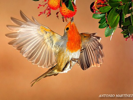 Amazing Photography - bird, picture, amazing, beautiful, photography