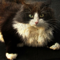 texture kitty
