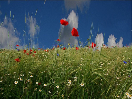 Red Poppies with Blue Sky - sky, blue, red, field, poppies