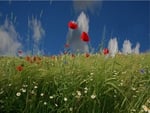 Red Poppies with Blue Sky