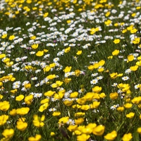 Buttercups and Daisies