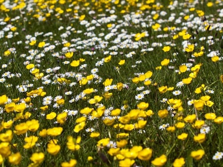 Buttercups and Daisies - flowers, meadow, summer, happy