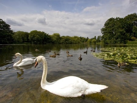 Swan Haven - lake, swans, trees, water