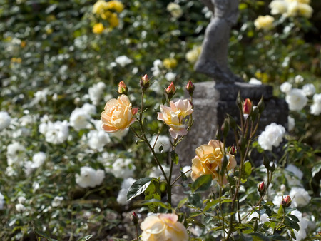 Whatton Gardens - summer, garden, roses, foliage