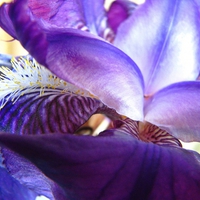 Blue bearded iris