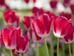 Spring Tulips