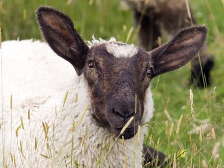 Sheep Eating Grass - white, grass, animal, sheep