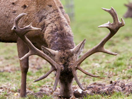 Stag Antlers - animal, antlers, deer, stag