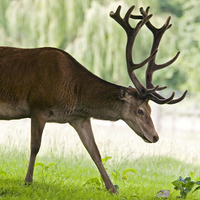 Stag At Calke Gardens