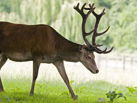 Stag At Calke Gardens - gardens, deer, grass, stag