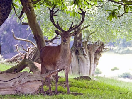 Majestic Stag - stag, grass, trees, antlers