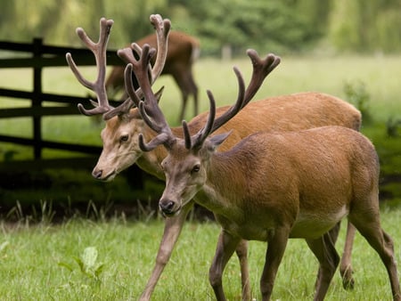 Going Stag Together - stags, park, deer, grass