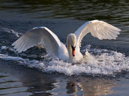 Swan Landing - bird, aviary, landing, water, beautiful, swan