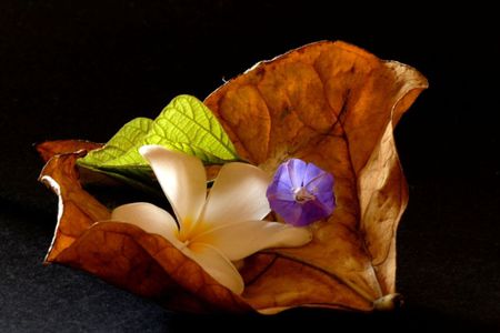 the cradle of leaf - flowers, black, leafs, white, purple, green