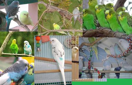 budgies - animals, birds