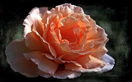 Lady Beauty - beauty, romantic, roses, caring, water, flowers, lovely, loving