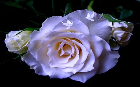 Prosperities - purple, rose, glow, beauty, flowers, caring, white, lovely, romantic, loving