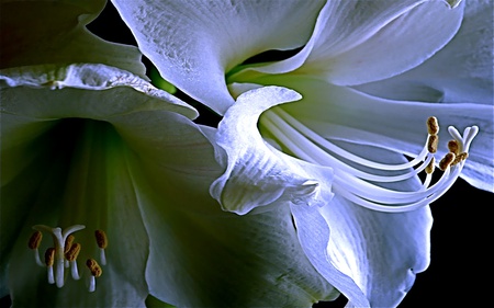 Wedding Night - beauty, lovely, loving, white, romantic, close-up, caring, petals, flowers