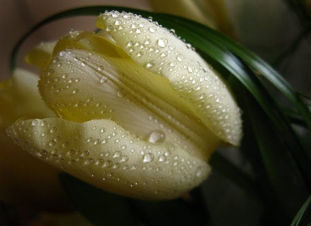 after rain - white, purity, nature, rain, flower, tulip