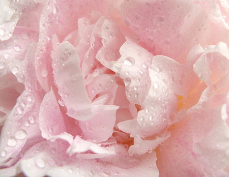 beautiful drops - flowers, rose, rain