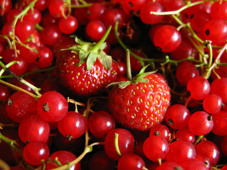 Berrylove - berry, fruits, red, nature