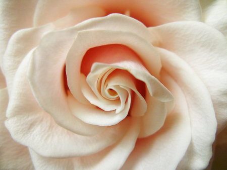 marble rose