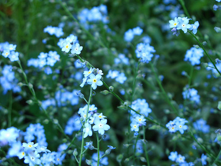 blue flowers - flowers, nature, blue, green