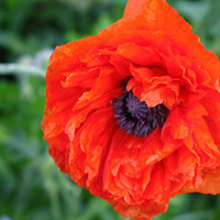 Poppy